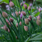 Polyvert Chives Seeds online shopping