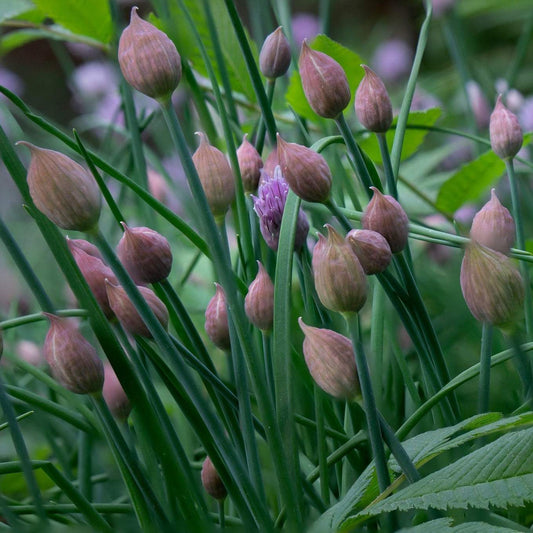Polyvert Chives Seeds online shopping