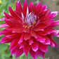 Shockwave Dahlia