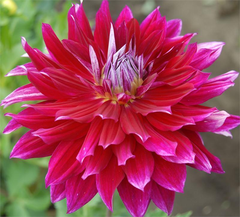 Shockwave Dahlia