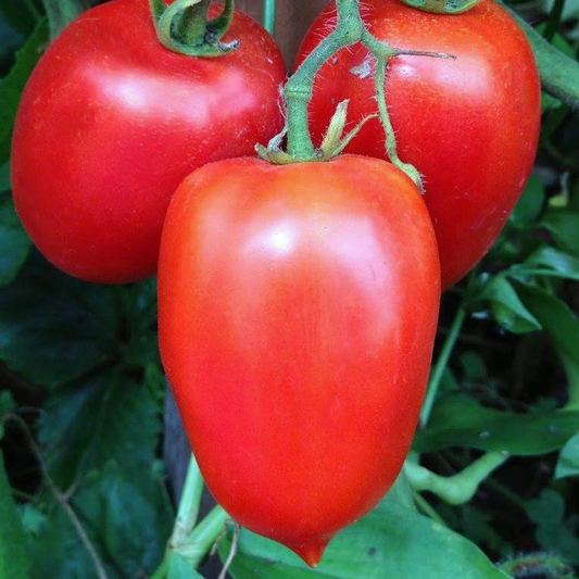 Amish Paste Organic Tomato Seeds online shopping