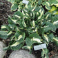 Woop Woop Hosta Plants online shopping