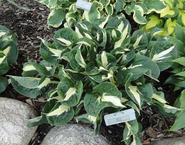Woop Woop Hosta Plants online shopping
