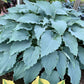 Wind Beneath My Wings Hosta Plants online shopping