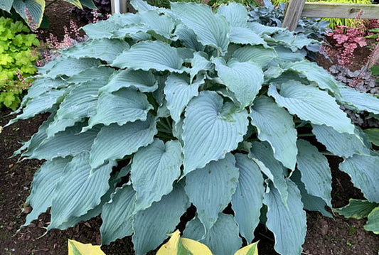 Wind Beneath My Wings Hosta Plants online shopping