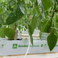 Grodan Supreme Slab Capsicum Cultivation Rock Wool Hydroponics Substrate