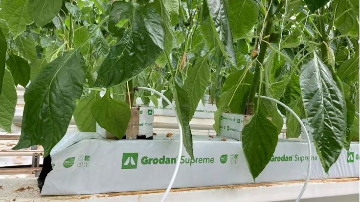 Grodan Supreme Slab Capsicum Cultivation Rock Wool Hydroponics Substrate