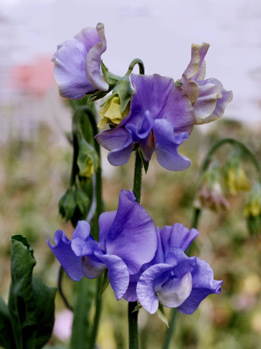 Winter Sunshine Mid Blue Sweet Pea