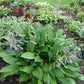 Hosta clausa Plants online shopping