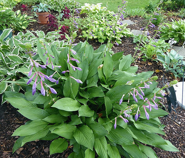 Hosta clausa Plants online shopping