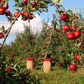 Royal Red® Honeycrisp Apple