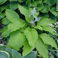 Shimmy Shake Hosta Plants online shopping