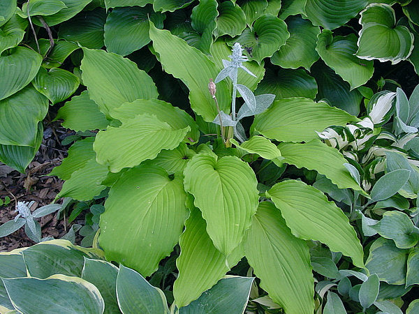 Shimmy Shake Hosta Plants online shopping