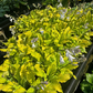 Echo The Sun Hosta Plants online shopping