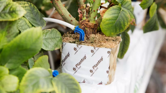 Grodan Plantop Rosa Block Floriculture Propagation Rock Wool Hydroponics Substrate