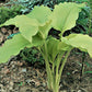 Talcott Ravine Hosta Plants online shopping