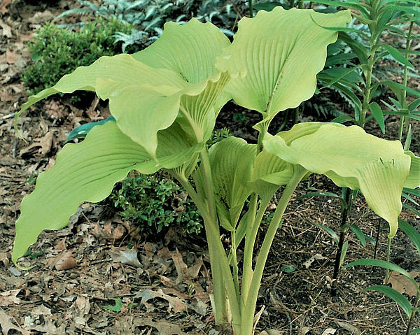 Talcott Ravine Hosta Plants online shopping