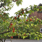 Casino Apricot Prairie Hardy Self Pollinating Fruit Tree