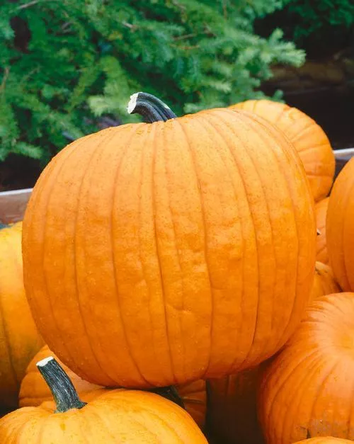 Howden Pumpkin Seeds online shopping