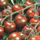 Purple Bumble Bee Organic Tomato