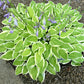 Platinum Tiara Hosta Plants online shopping