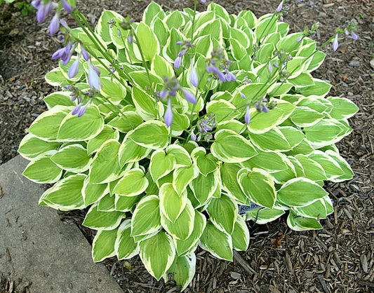 Platinum Tiara Hosta Plants online shopping