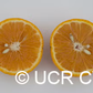 Pearl Tangelo Mandarin Budwood citrus plant material online shopping