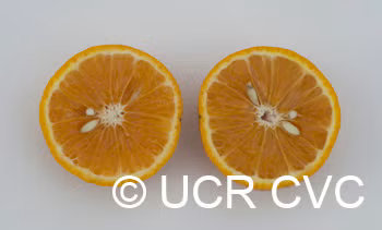 Pearl Tangelo Mandarin Budwood citrus plant material online shopping