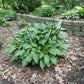 Emeralds And Rubies Hosta Plants online shopping