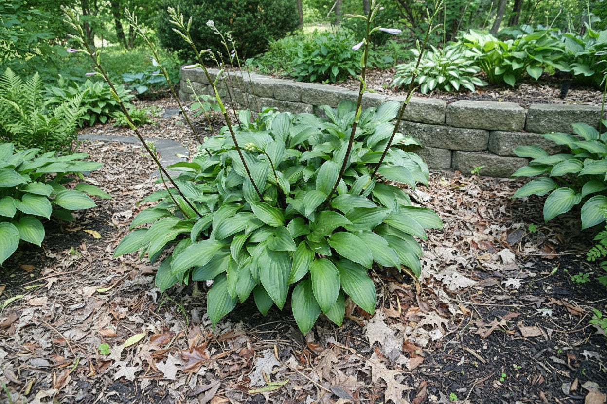 Emeralds And Rubies Hosta Plants online shopping