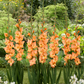 Olympic Flame Gladiolus Corms