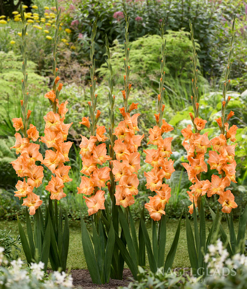 Olympic Flame Gladiolus Corms