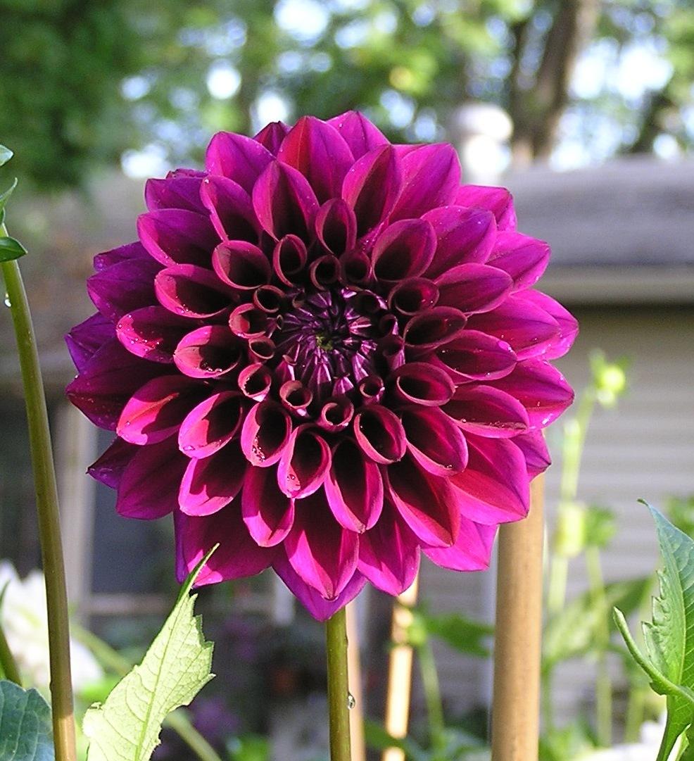 Diva Dahlia