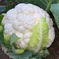 Synergy F1 Cauliflower