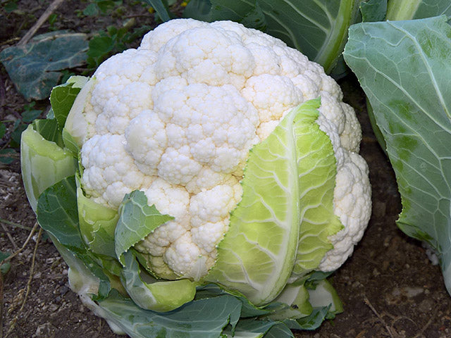 Synergy F1 Cauliflower