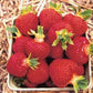 Brunswick Mid Season Strawberry