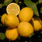 Yen Ben Lisbon Lemon Budwood citrus plant material online shopping