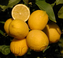 Yen Ben Lisbon Lemon Budwood citrus plant material online shopping
