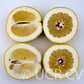 Yuma Ponderosa Lemon Pummelo Hybrid Budwood citrus plant material online shopping