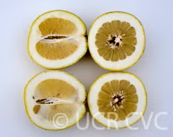 Yuma Ponderosa Lemon Pummelo Hybrid Budwood citrus plant material online shopping
