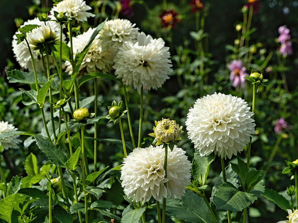 Gitts Attention Dahlia