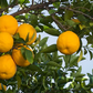 C. Obovoidea Seed citrus plant material online shopping