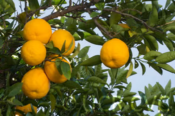 C. Obovoidea Seed citrus plant material online shopping