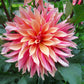 Labyrinth Dahlia
