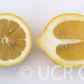 Femminello Siracusano 2KR Lemon Budwood citrus plant material online shopping