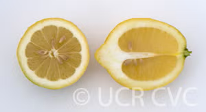 Femminello Siracusano 2KR Lemon Budwood citrus plant material online shopping