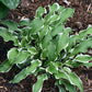 Let’s Twist Again Hosta Plants online shopping