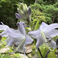 Monkey Business Hosta Plants online shopping