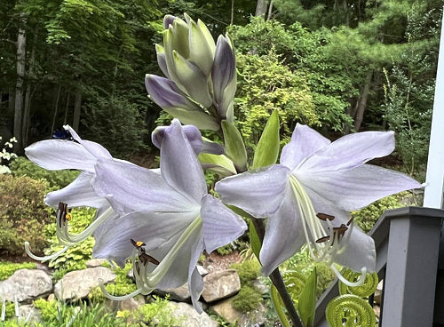 Monkey Business Hosta Plants online shopping