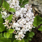 Pearl Potion™ Korean Lilac lilac plant online shopping